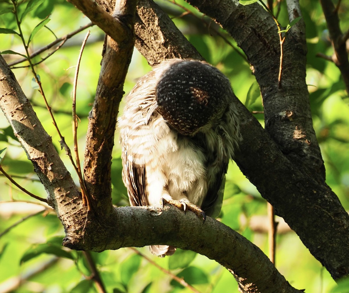 Asian Barred Owlet - 芳色 林