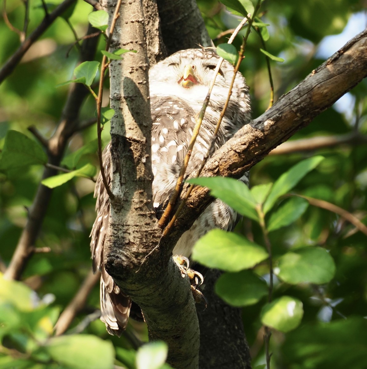Asian Barred Owlet - 芳色 林