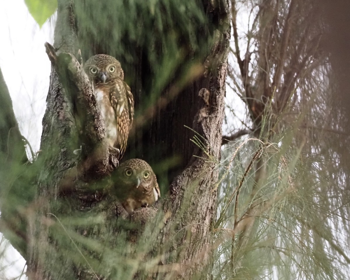 Asian Barred Owlet - 芳色 林