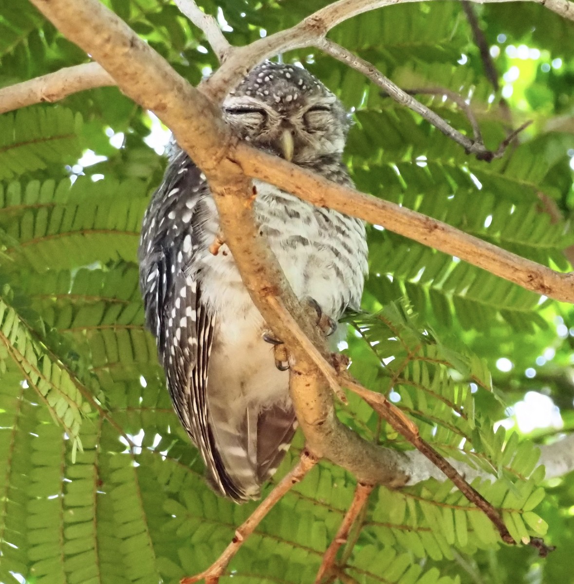 Asian Barred Owlet - 芳色 林