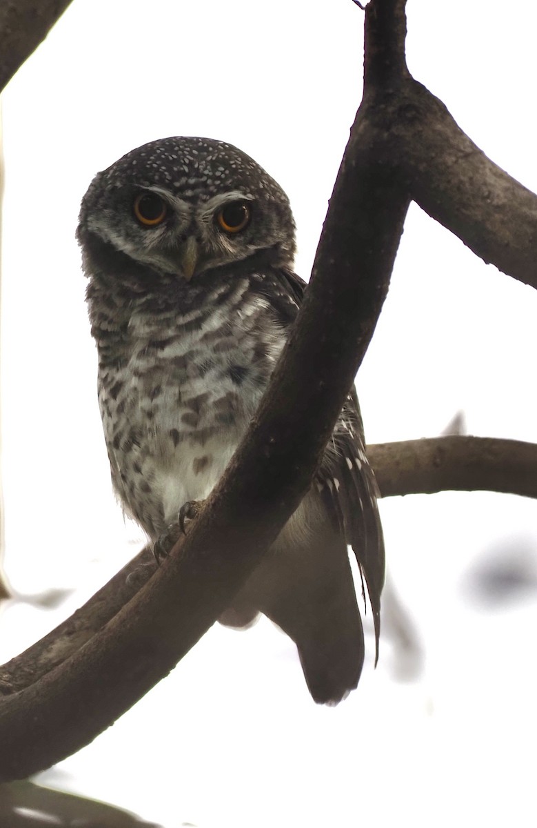 Asian Barred Owlet - 芳色 林