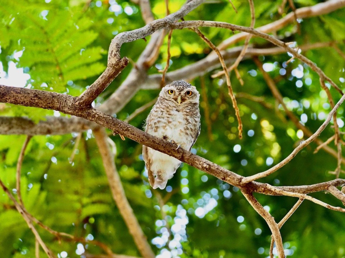 Asian Barred Owlet - 芳色 林