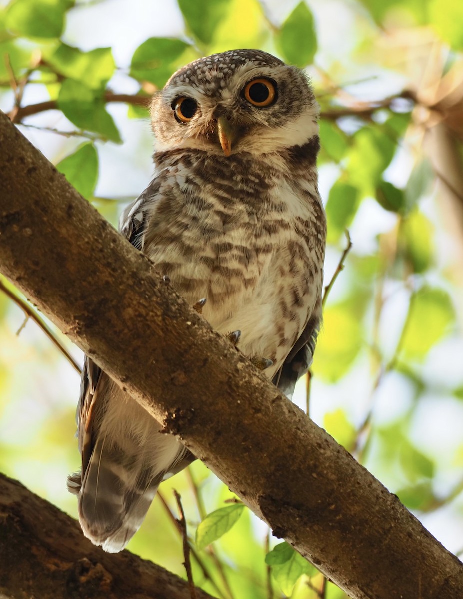 Asian Barred Owlet - 芳色 林