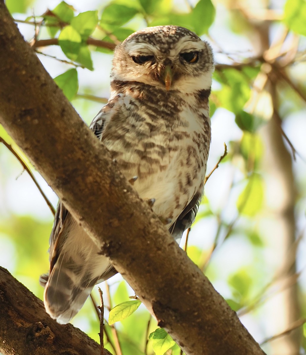 Asian Barred Owlet - 芳色 林