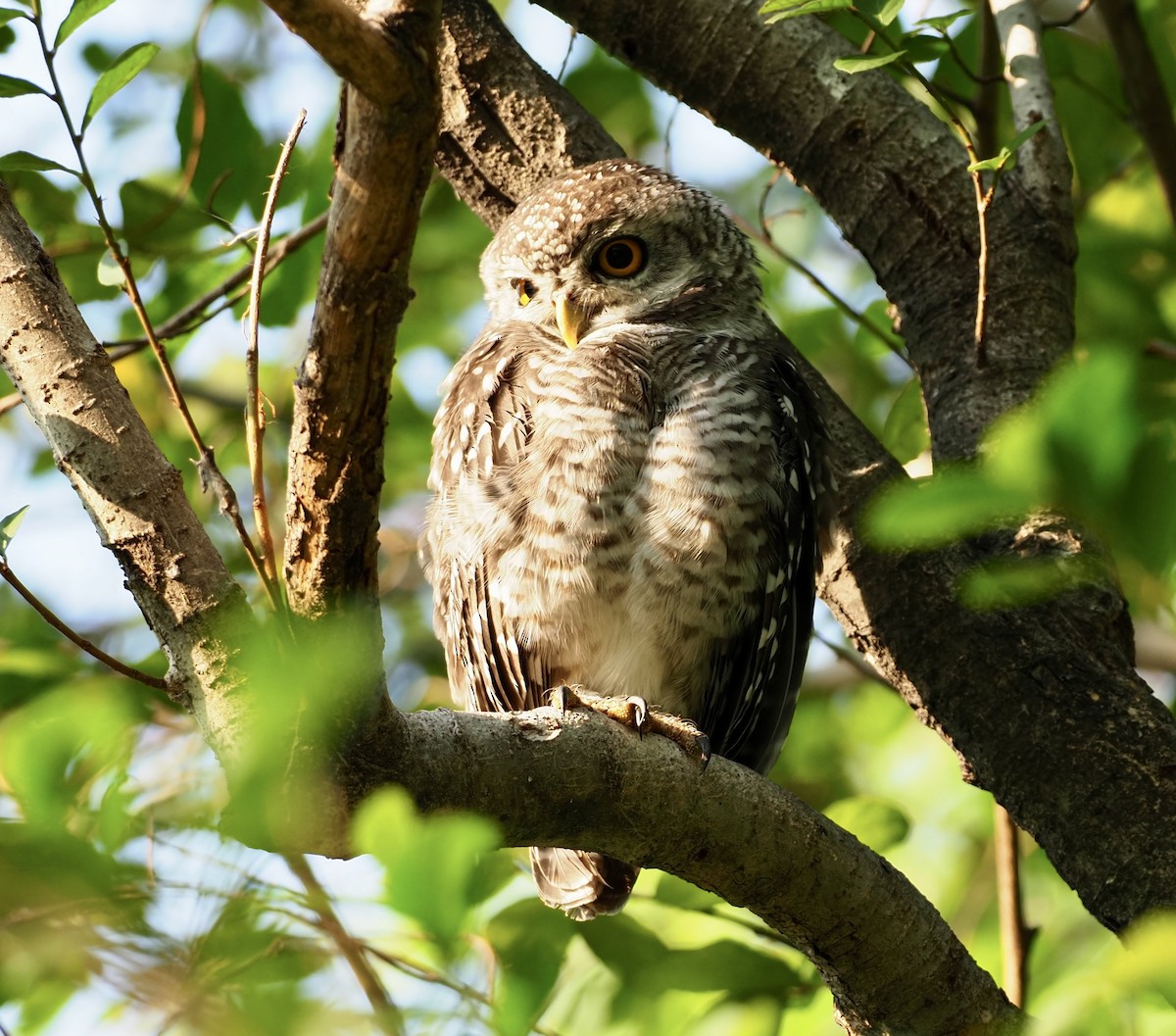 Asian Barred Owlet - 芳色 林