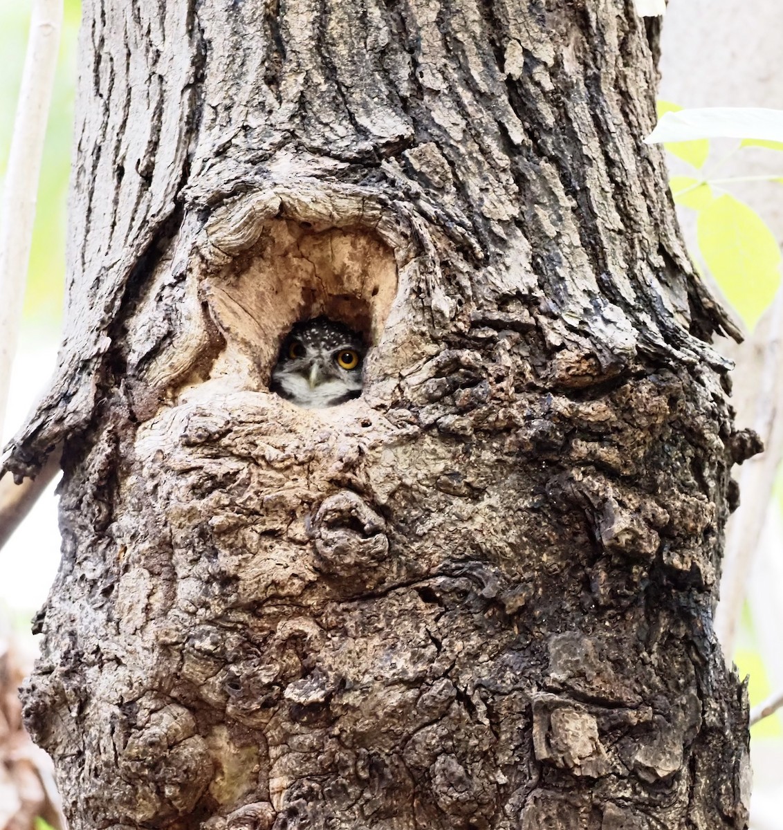 Asian Barred Owlet - 芳色 林