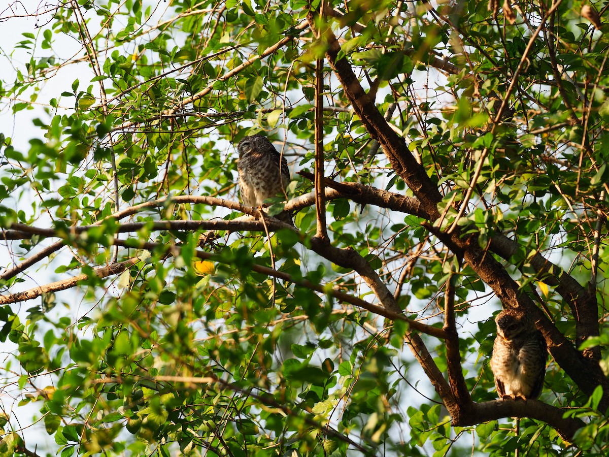 Asian Barred Owlet - 芳色 林