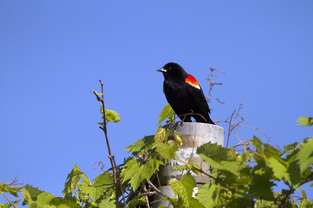 Red-winged Blackbird - Arnaud  Valade