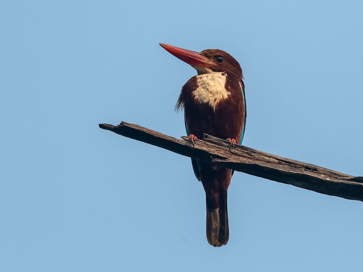 White-throated Kingfisher - Jean-Louis  Carlo