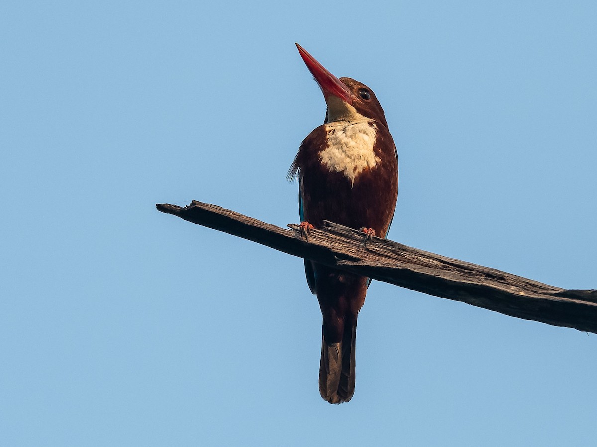 White-throated Kingfisher - Jean-Louis  Carlo