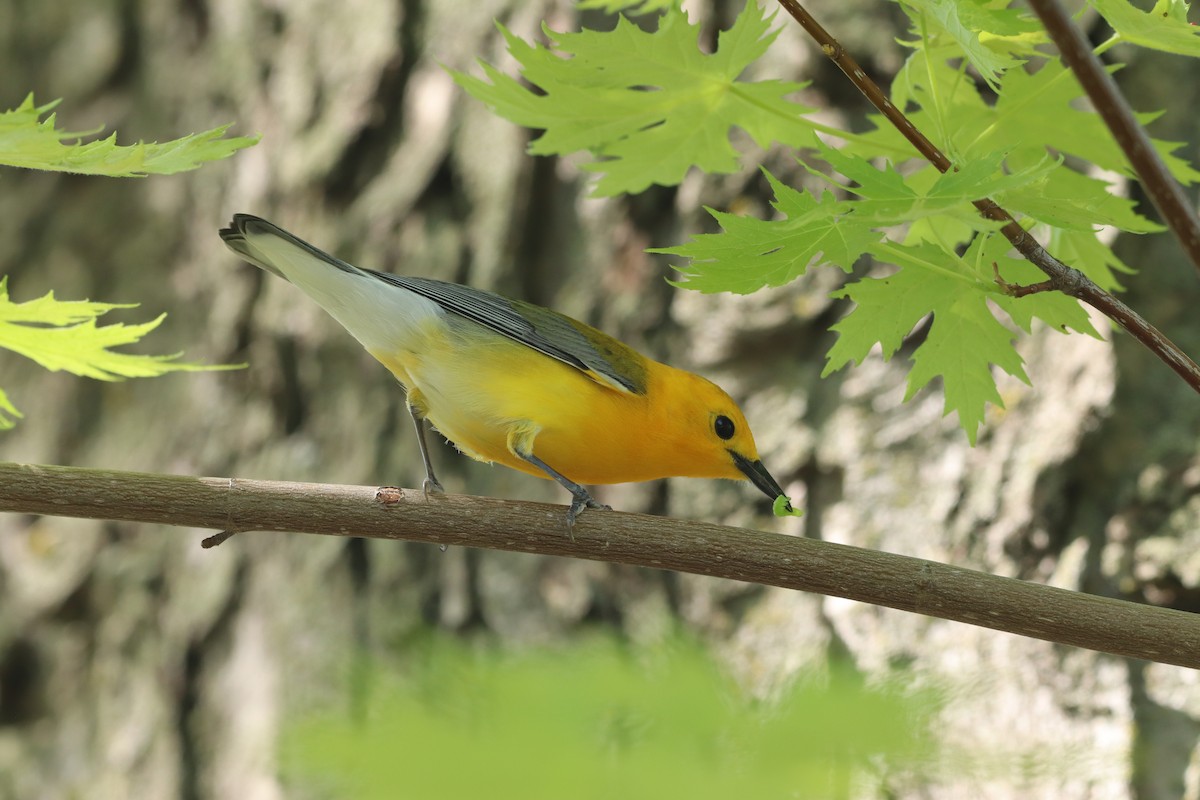 Prothonotary Warbler - Ethan Brown