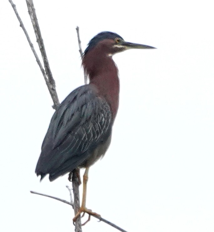 Green Heron - Peter Blancher