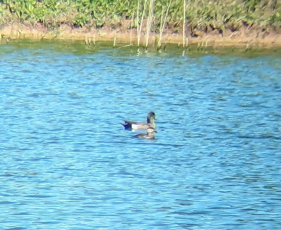 Ruddy Duck - ML619615841