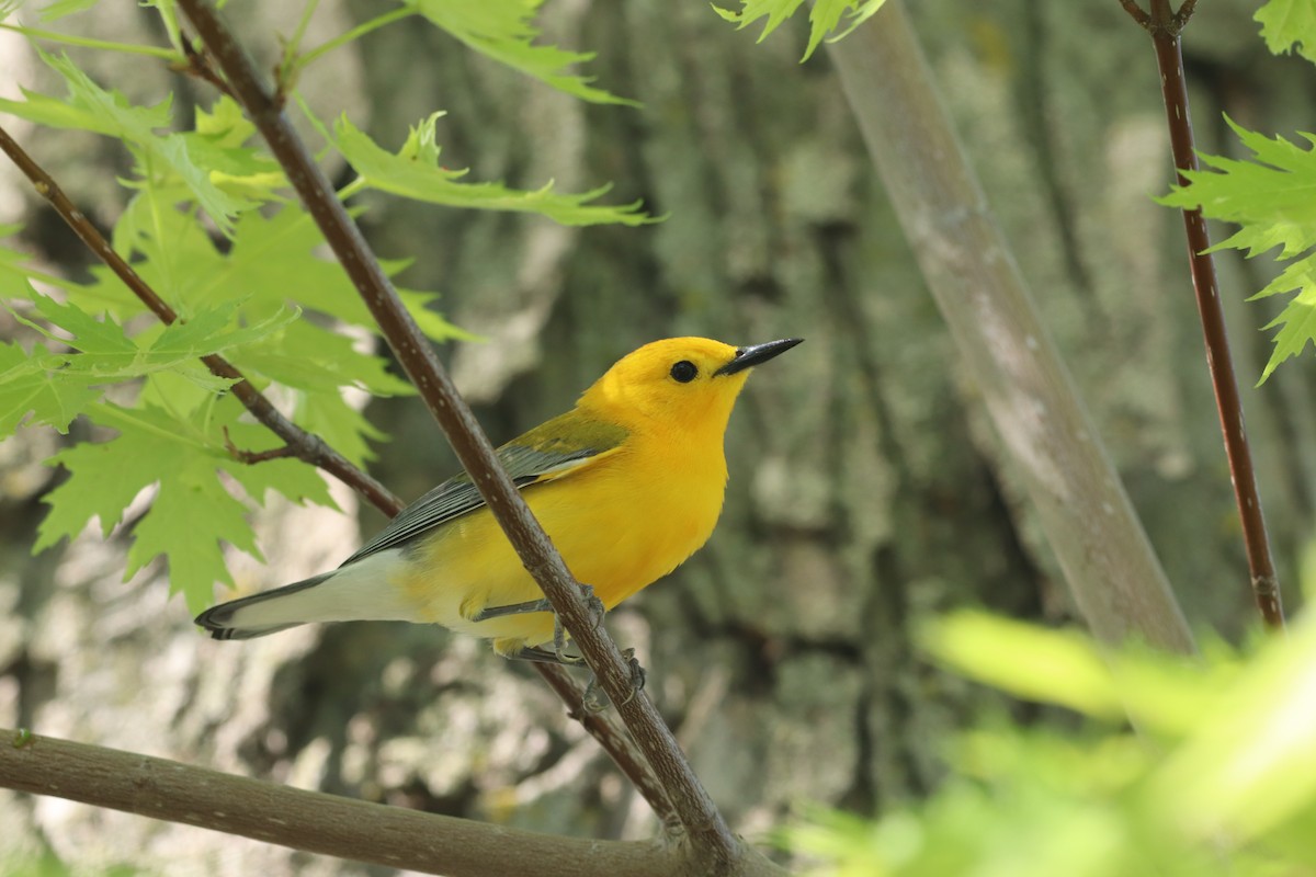 Prothonotary Warbler - Ethan Brown