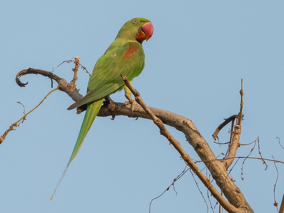 Alexandrine Parakeet - ML619615854