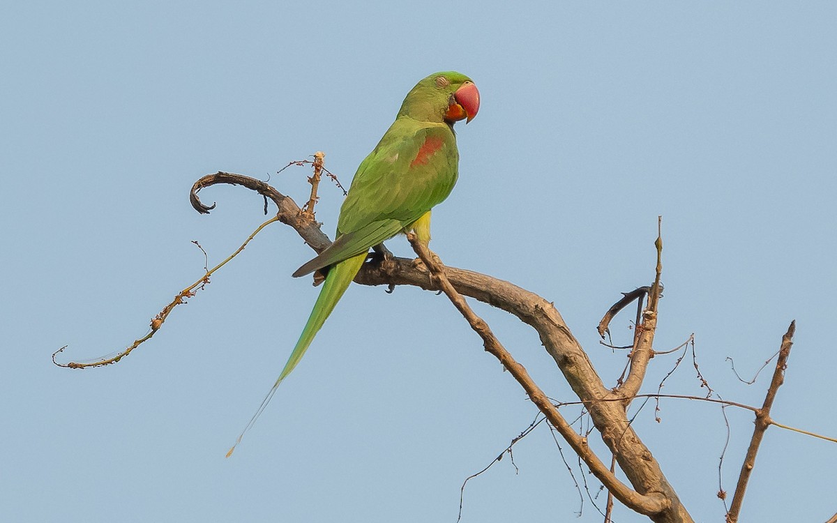 Alexandrine Parakeet - ML619615856