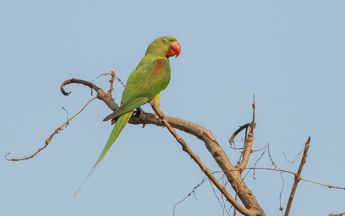 Alexandrine Parakeet - ML619615858