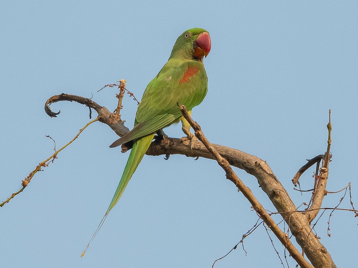 Alexandrine Parakeet - ML619615859