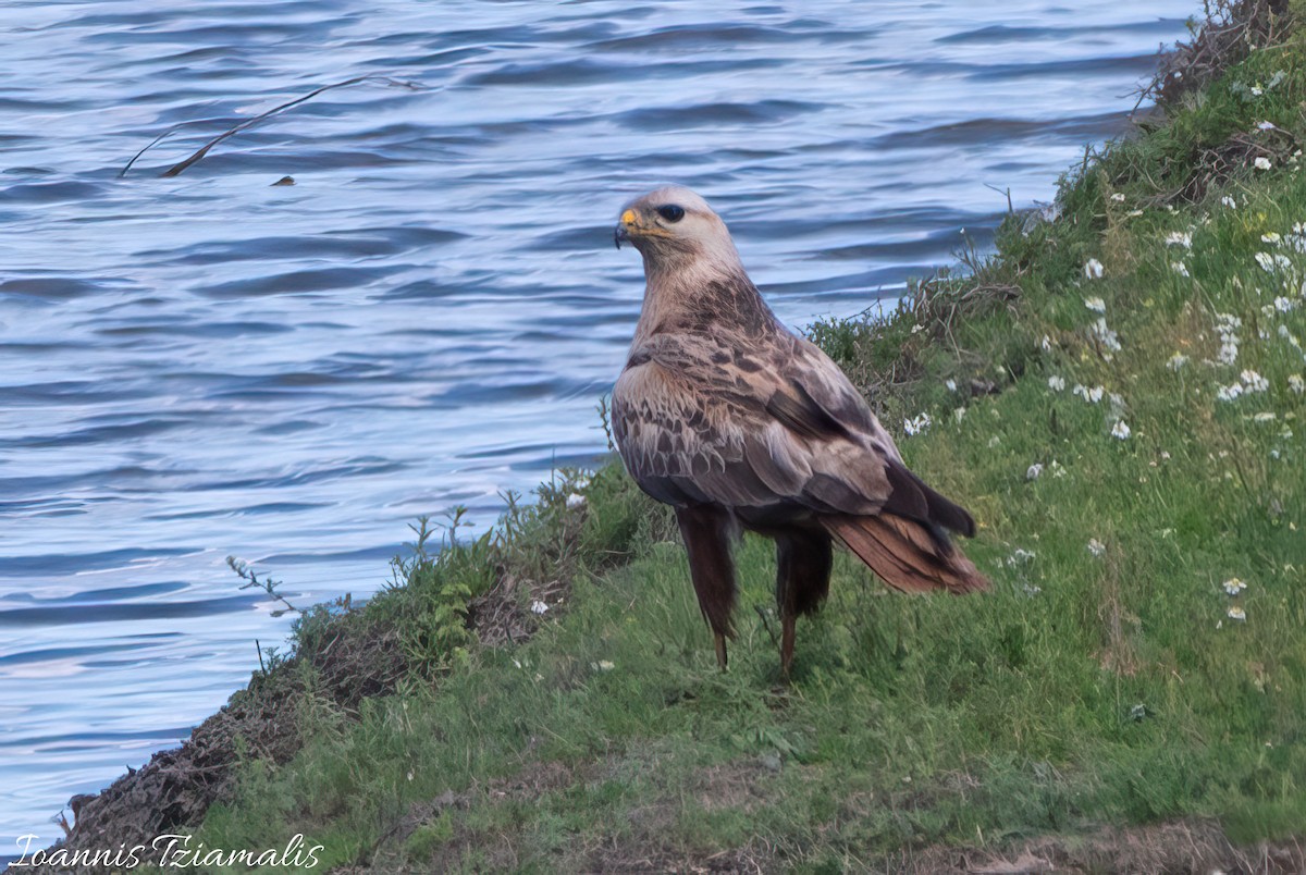 Long-legged Buzzard - Ioannis Tziamalis