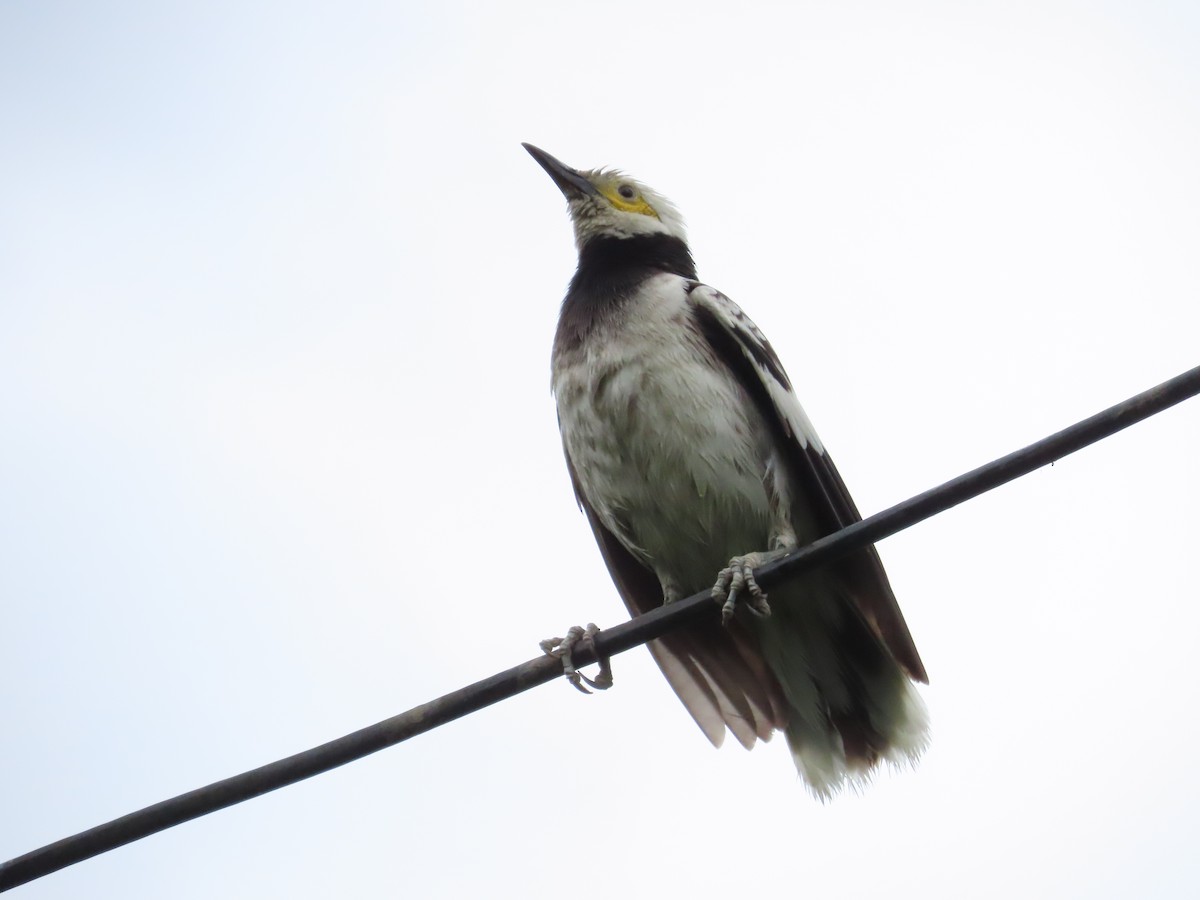 Black-collared Starling - 韋勳 陳