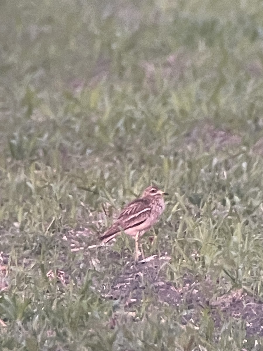 Eurasian Thick-knee - Máté Szecsődi