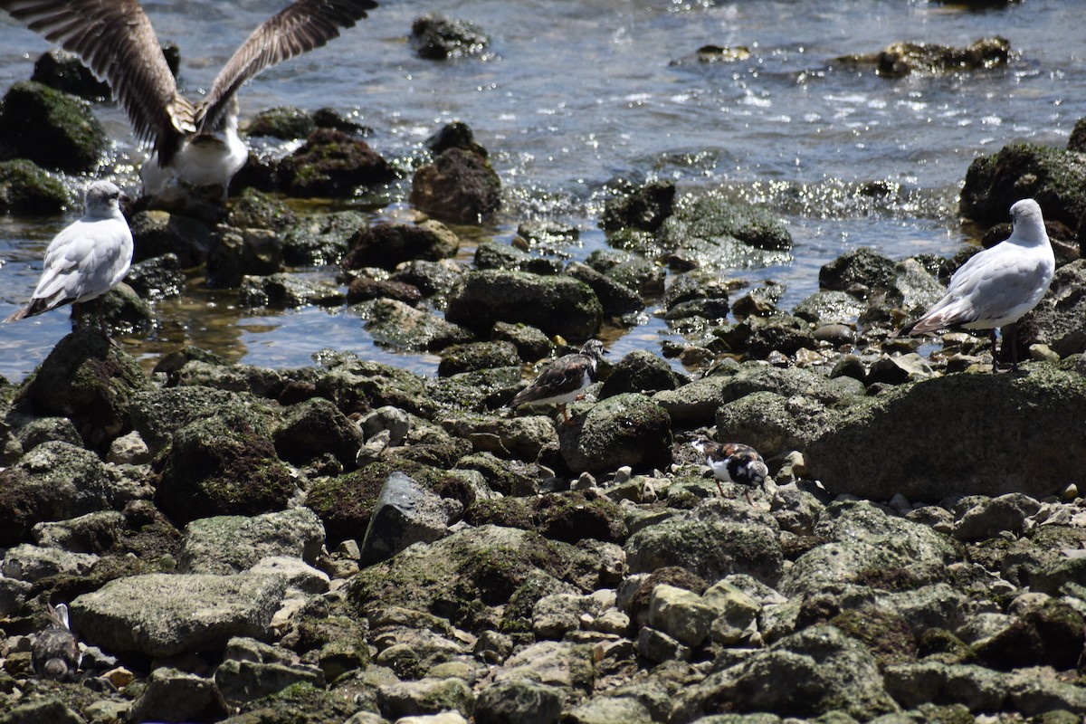 Mediterranean Gull - Bill Hubbard