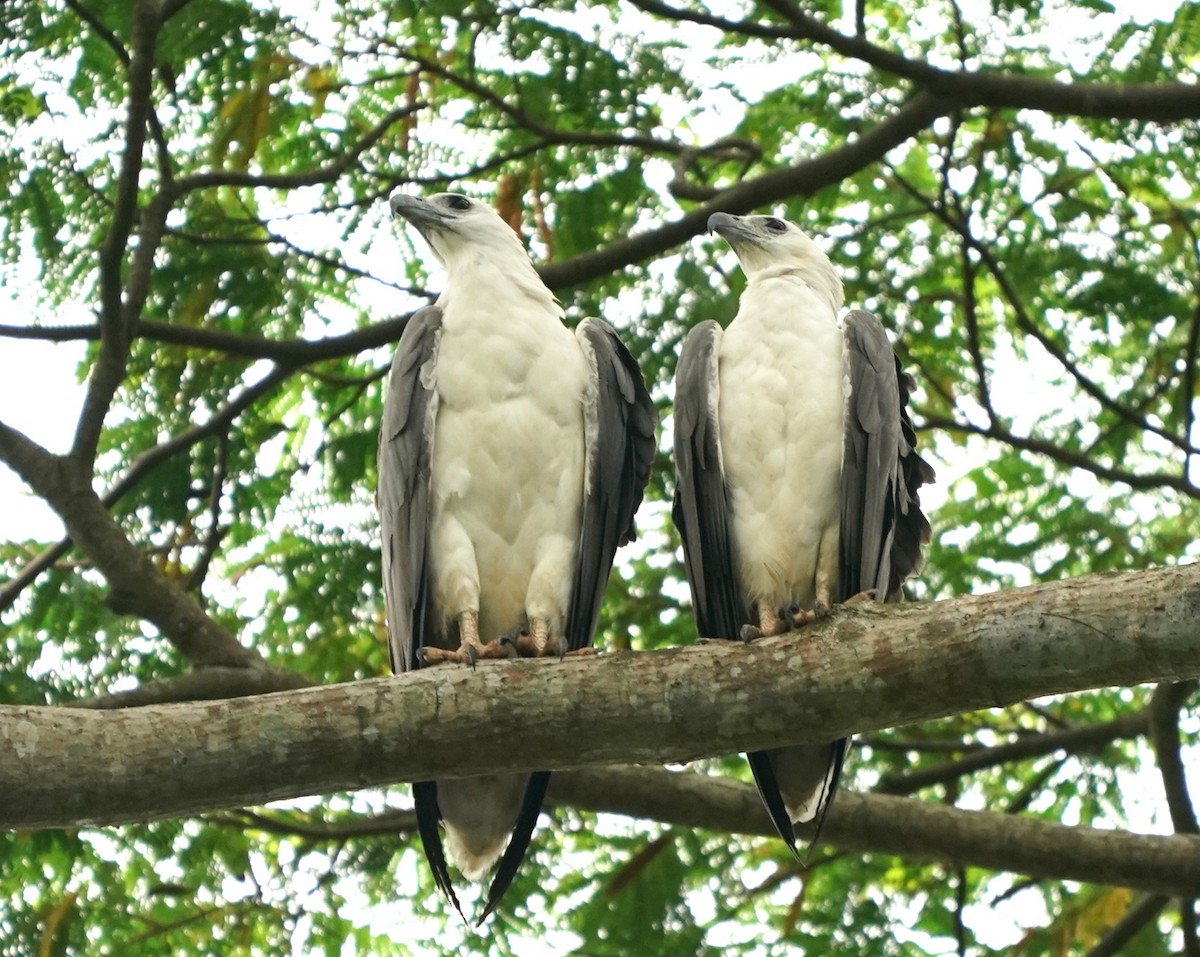 White-bellied Sea-Eagle - Keng Keok Neo