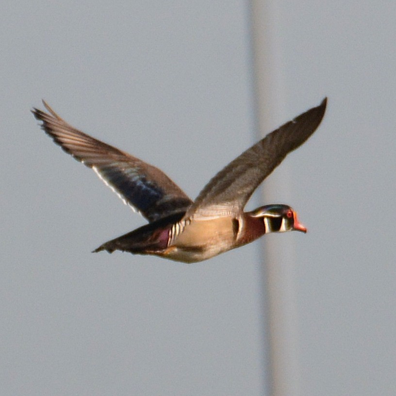 Wood Duck - ML619615901