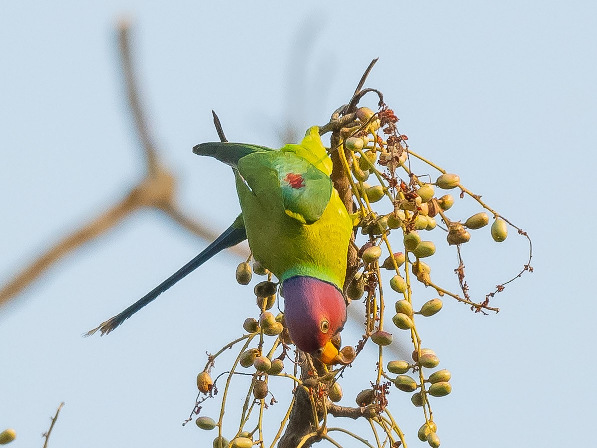 Plum-headed Parakeet - ML619615902