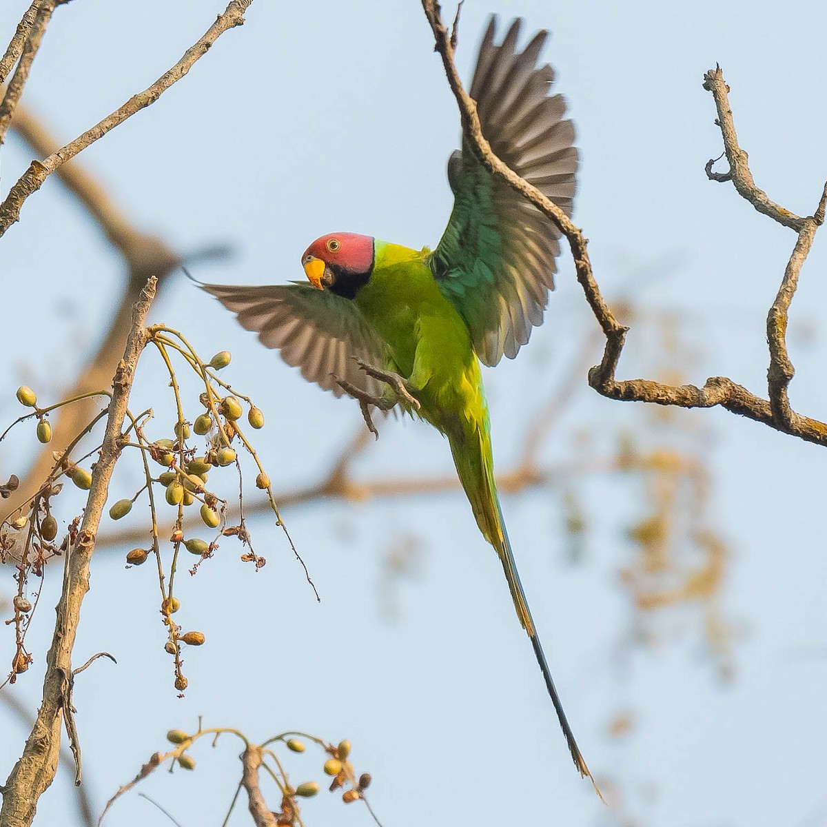 Plum-headed Parakeet - ML619615907