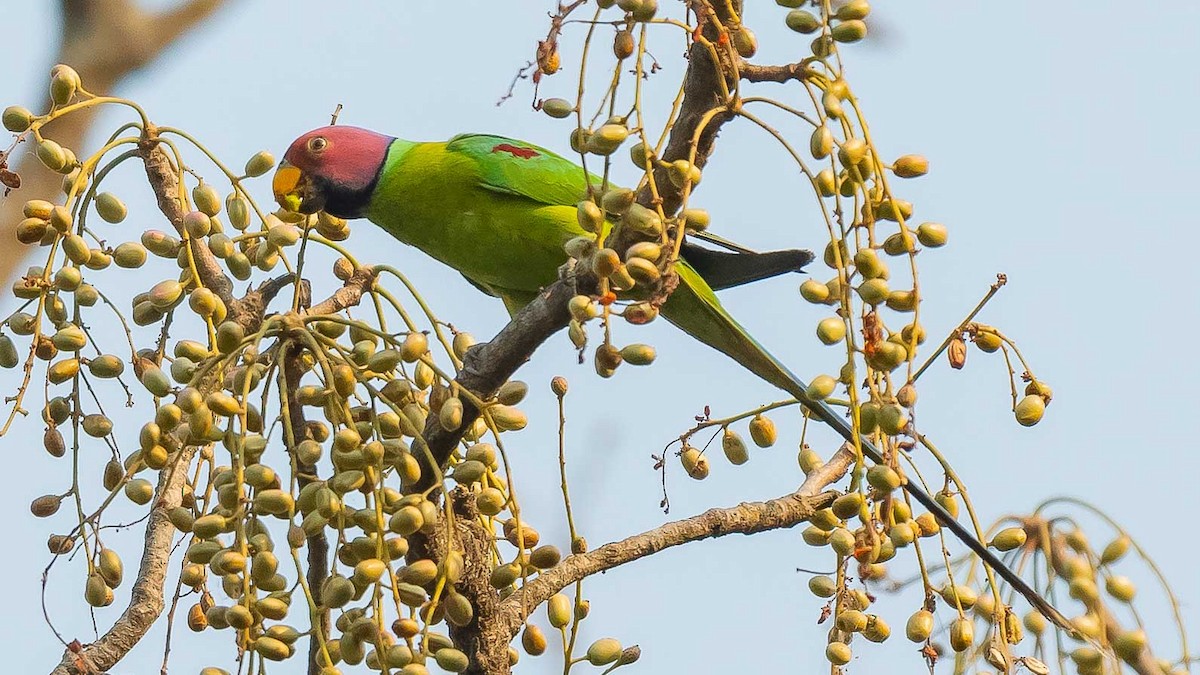 Plum-headed Parakeet - ML619615908