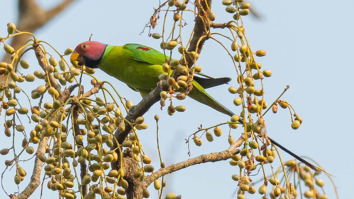 Plum-headed Parakeet - ML619615909