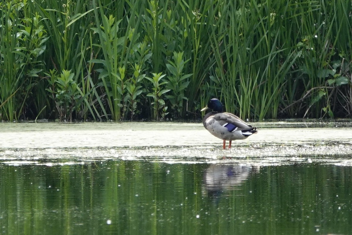 Mallard - David Rubenstein