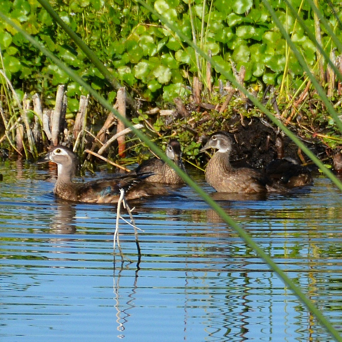 Wood Duck - ML619615914