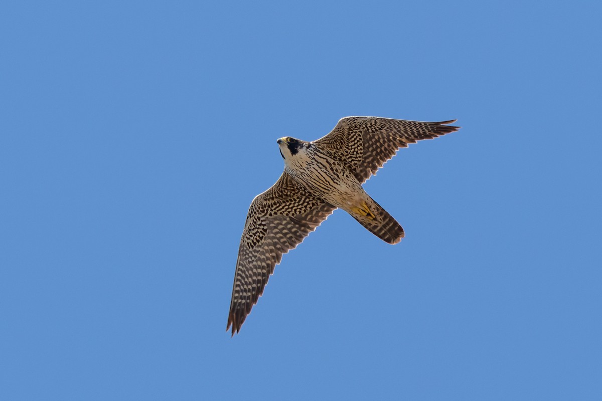 Peregrine Falcon - Lori Buhlman