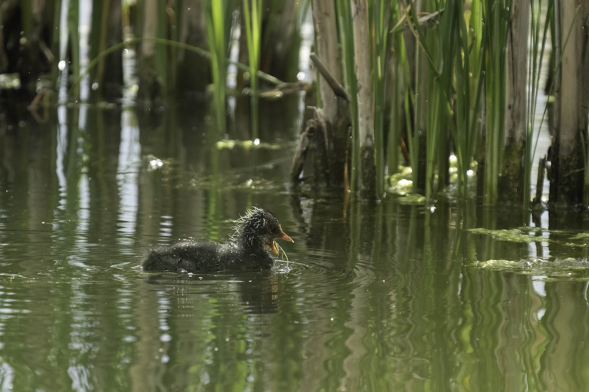 Eurasian Coot - Holger Schneider