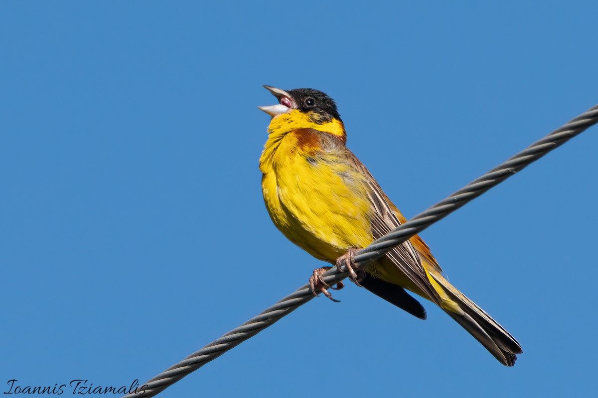 Black-headed Bunting - Ioannis Tziamalis