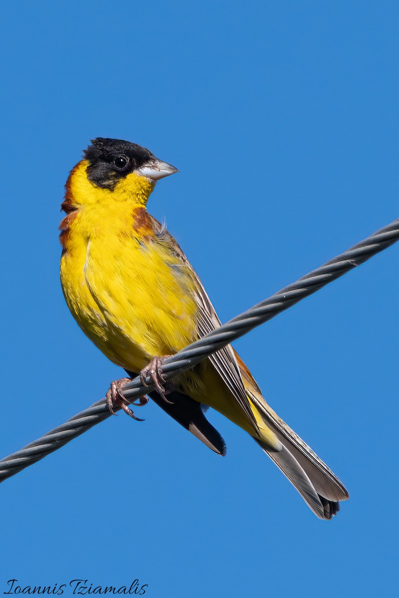 Black-headed Bunting - Ioannis Tziamalis