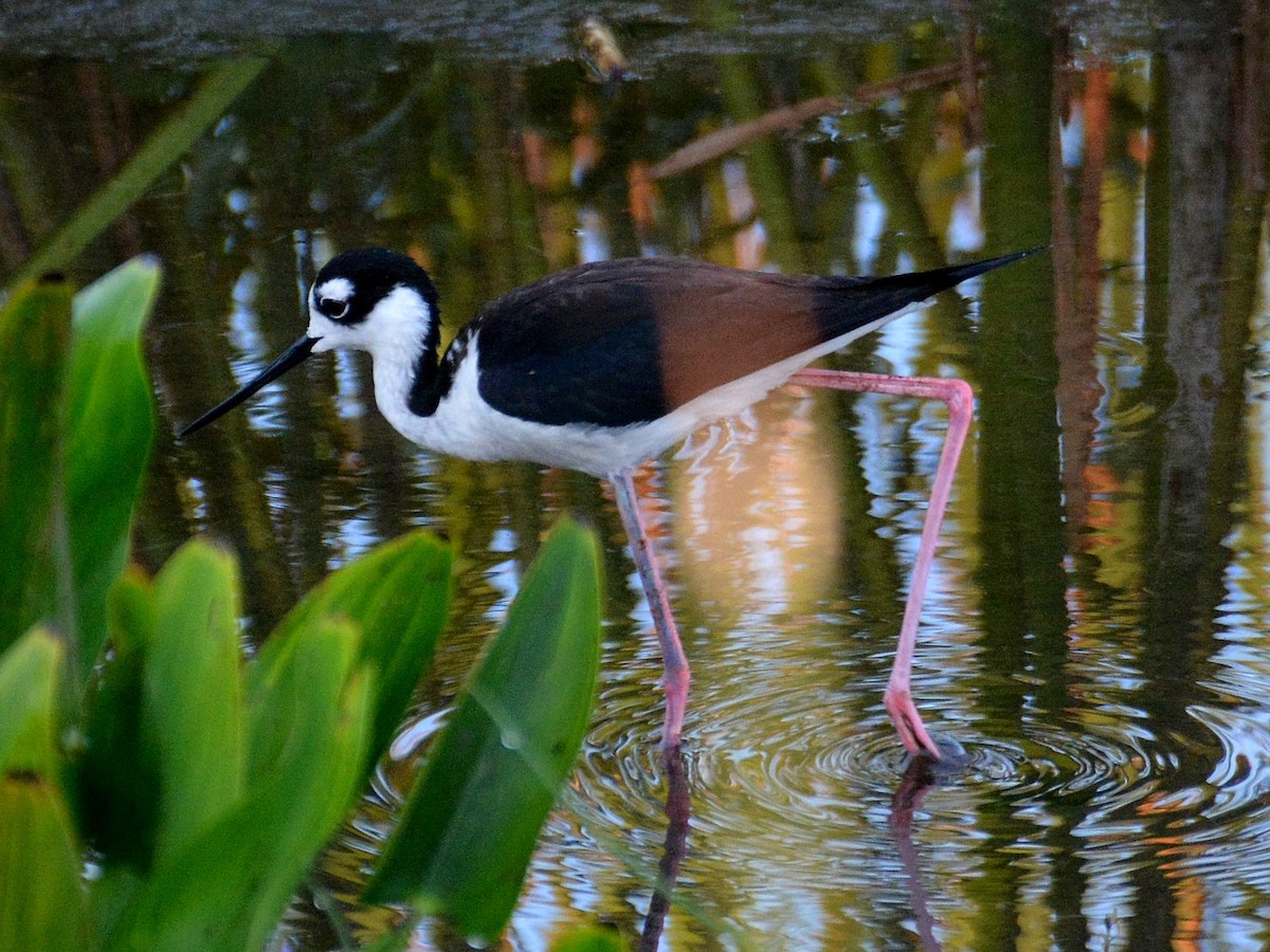 Black-necked Stilt - John Whitehead