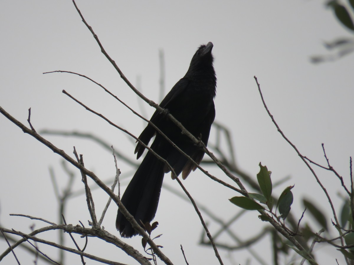 Groove-billed Ani - Sam Holcomb