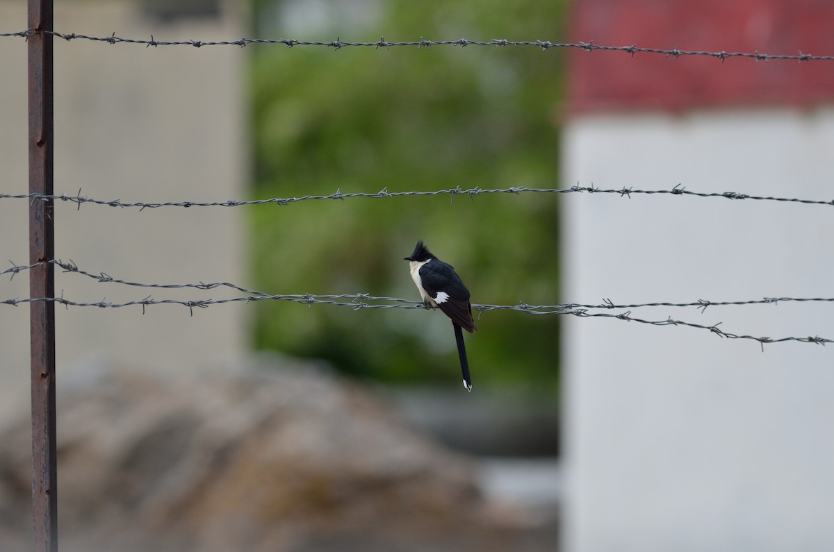 Jakobinerkuckuck - ML619615944