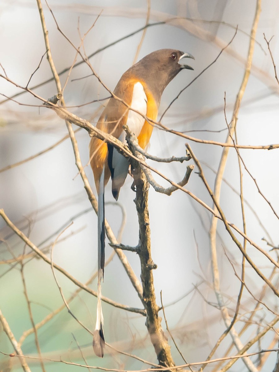 Rufous Treepie - ML619615948