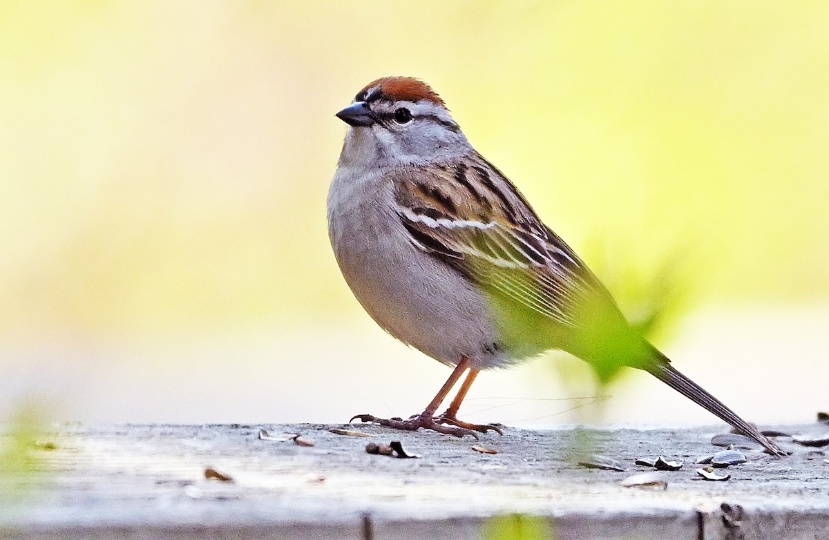 Chipping Sparrow - Wayne Oakes