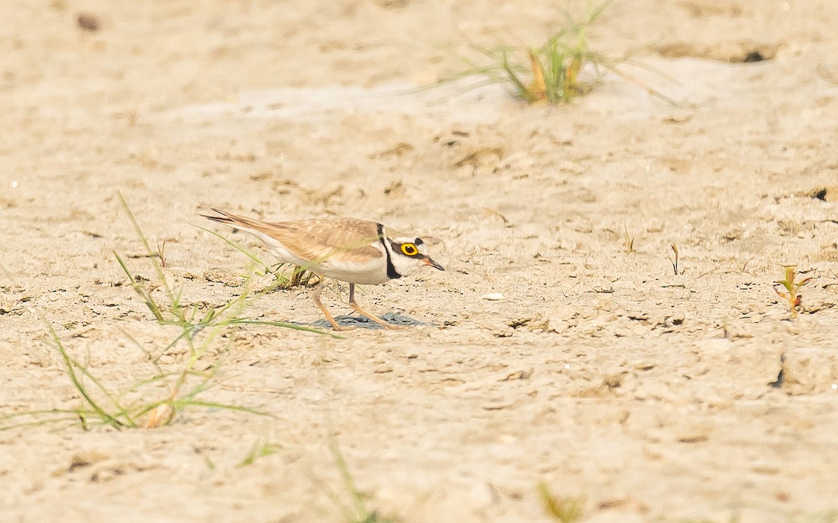 Little Ringed Plover - ML619615962