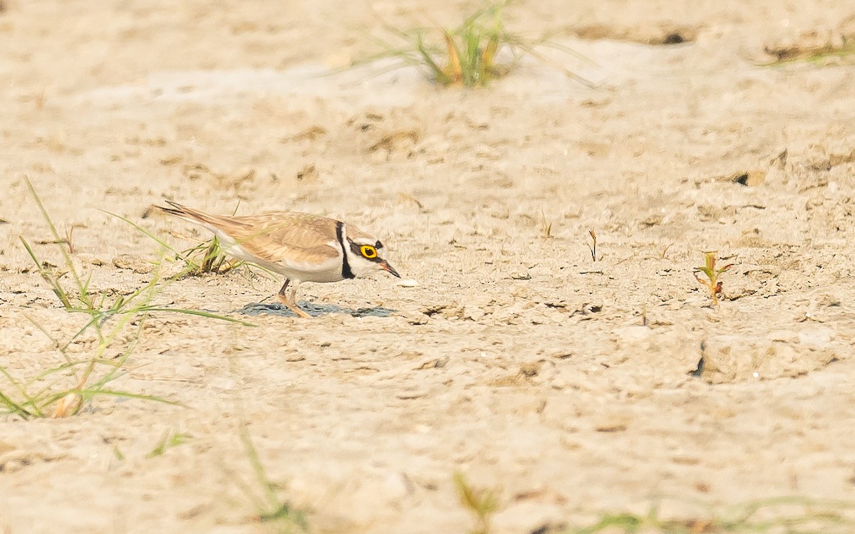 Little Ringed Plover - ML619615964