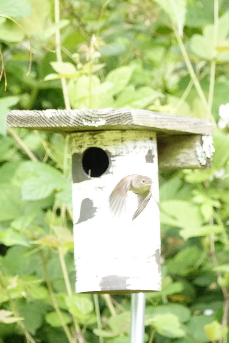 House Wren - David Rubenstein