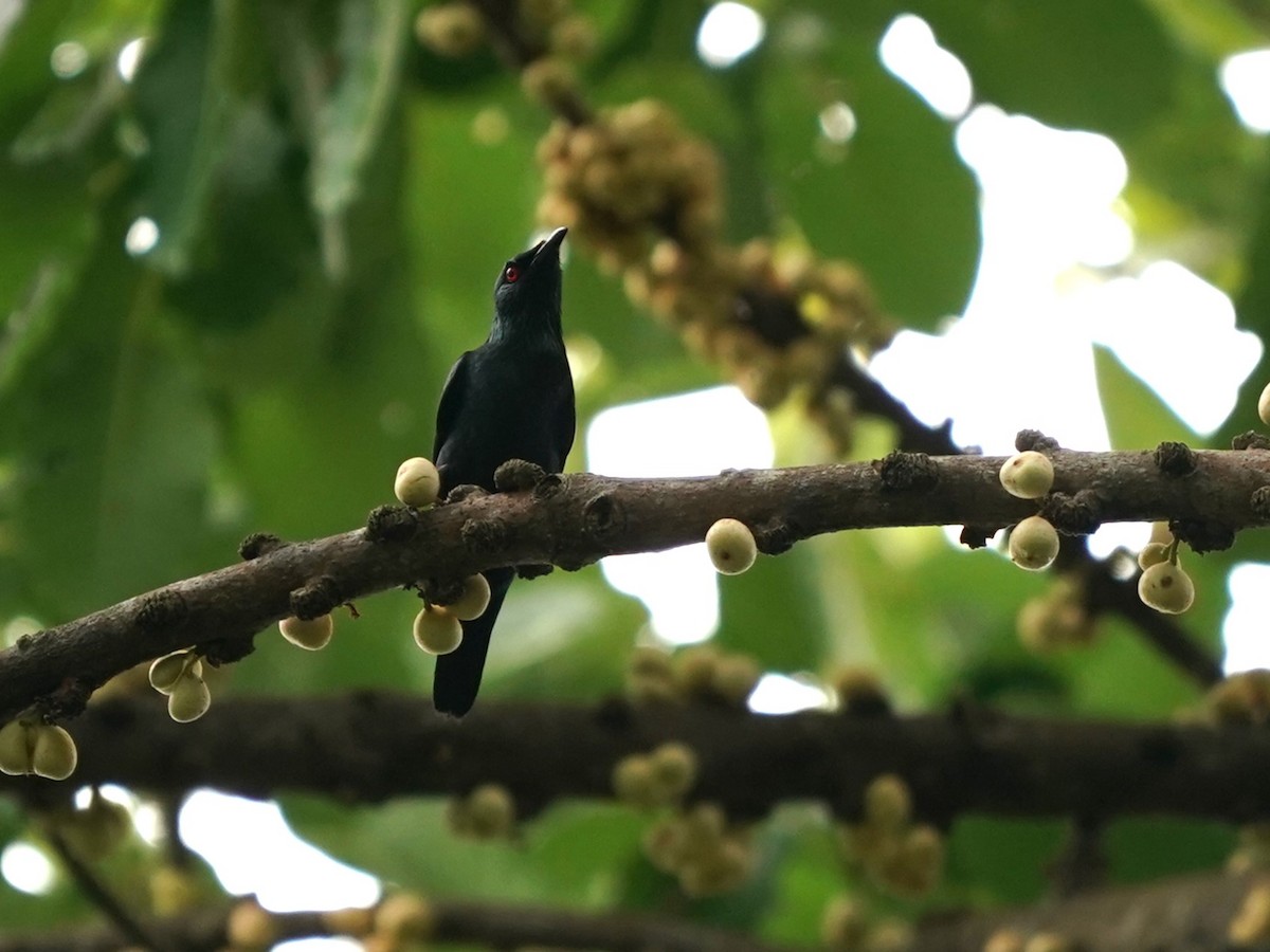 Asian Glossy Starling - ML619615974