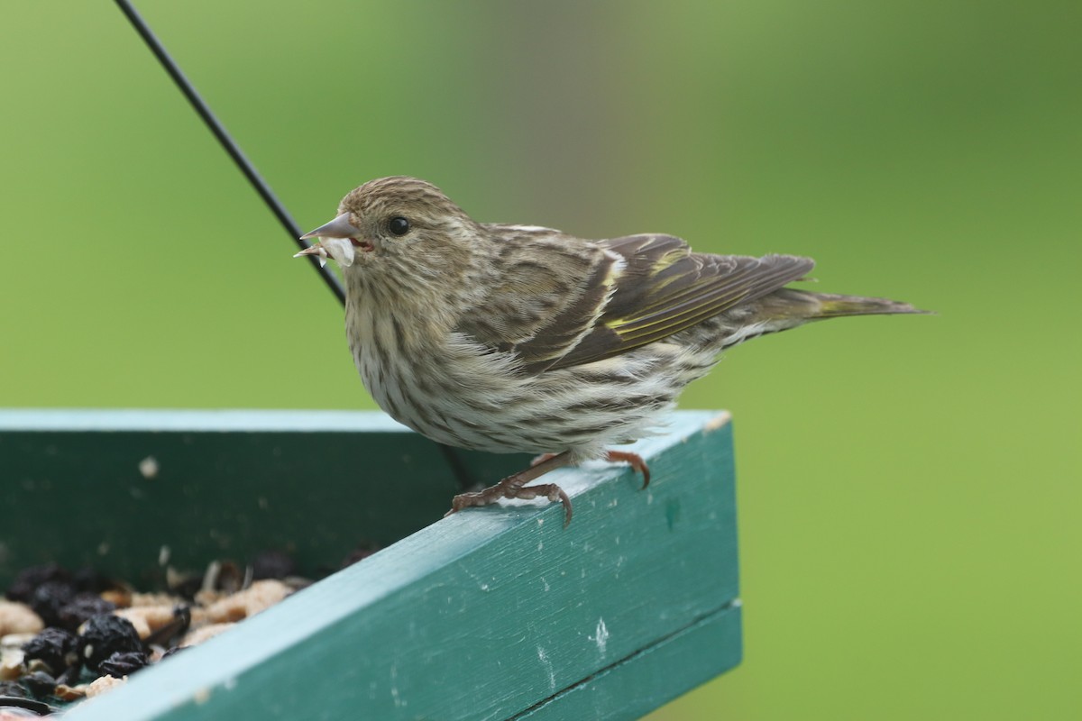 Pine Siskin - Ethan Brown