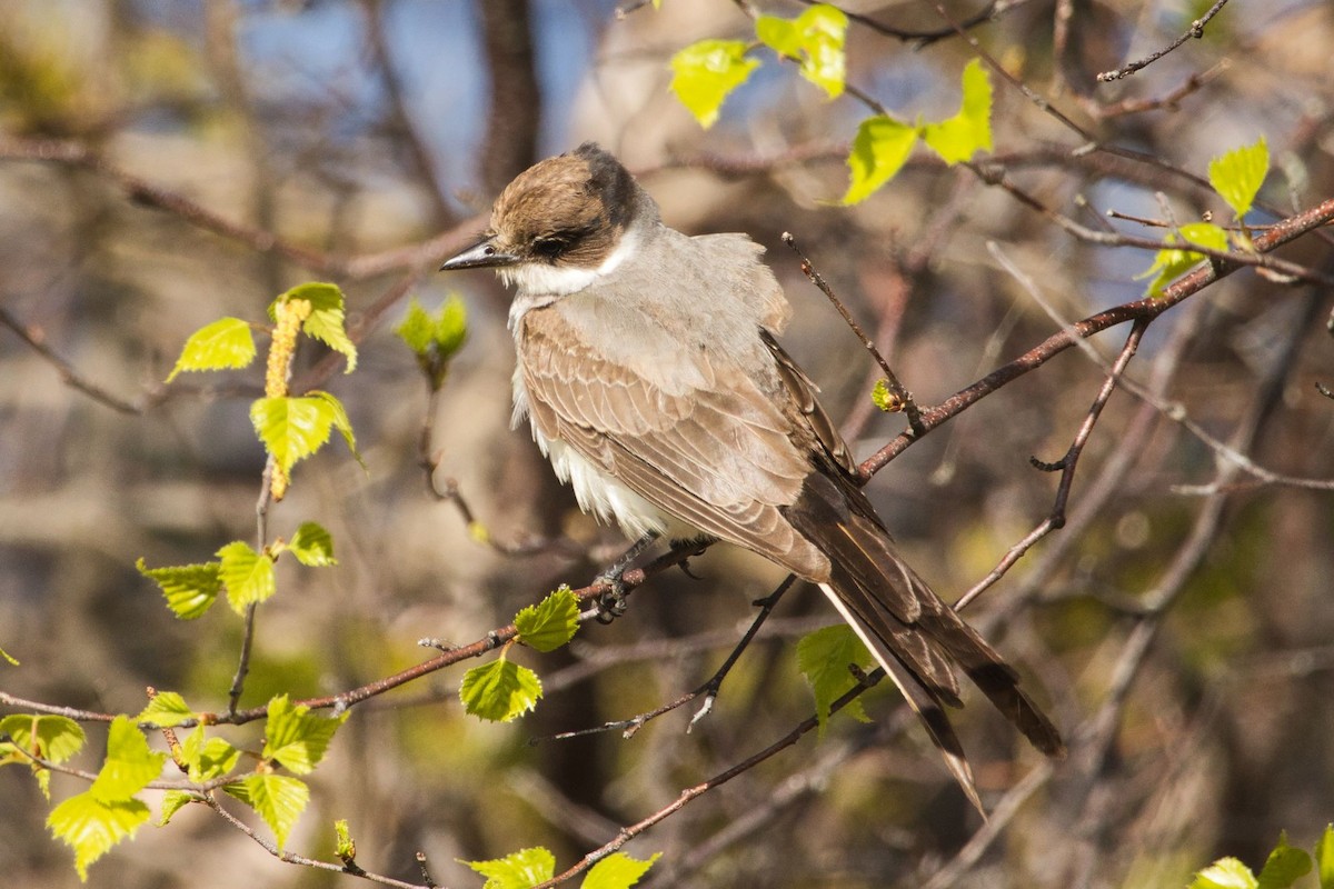 Fork-tailed Flycatcher - ML619615979