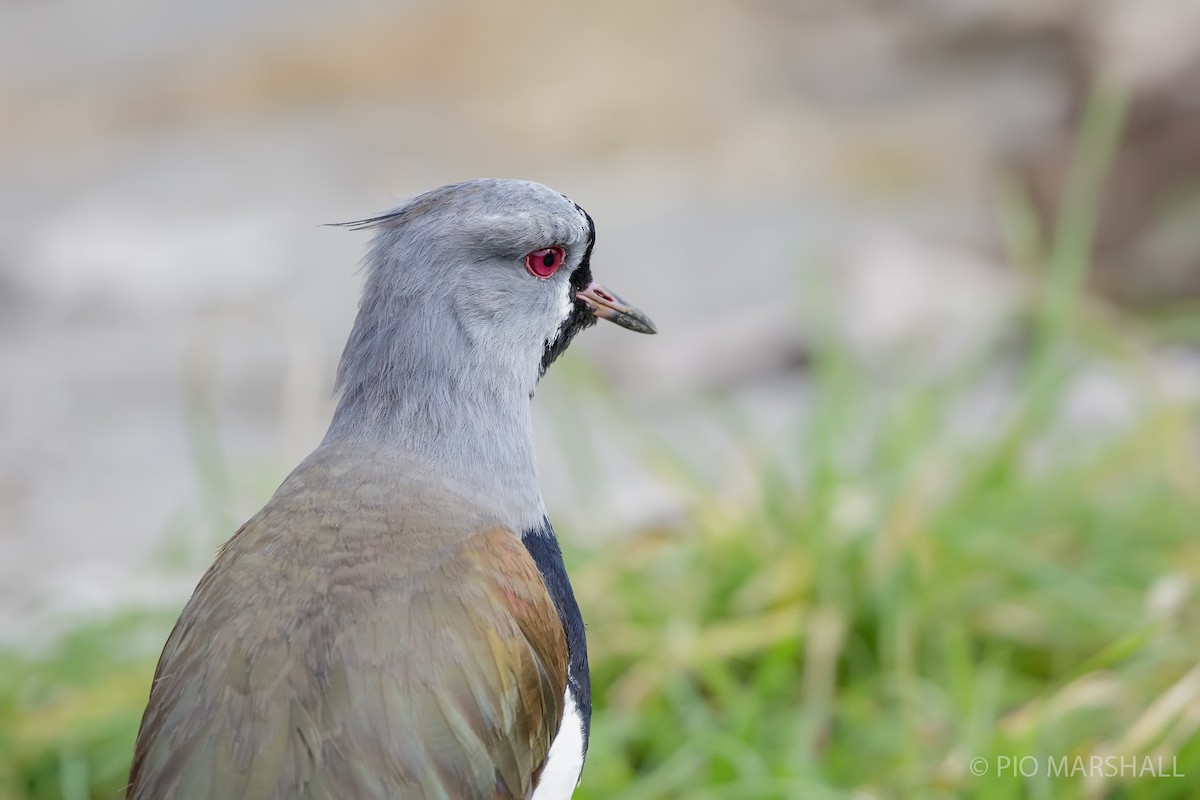 Southern Lapwing - Pio Marshall